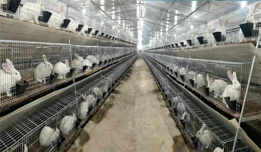 普定"三种一养"之肉养兔殖场 骆世明 摄