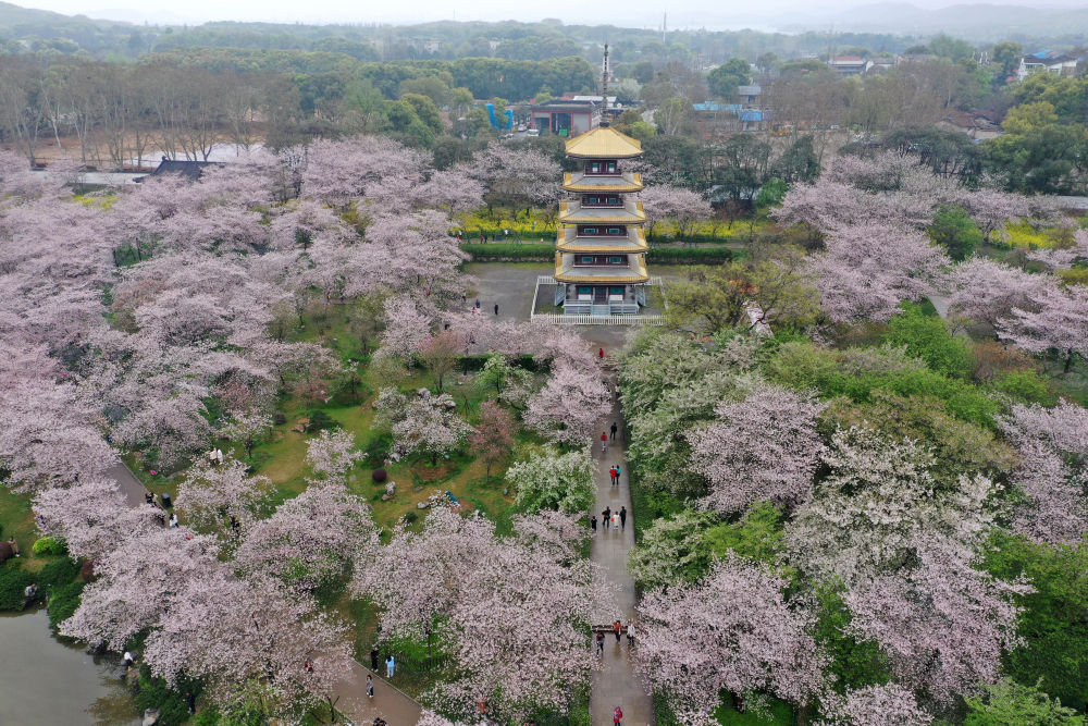 3月16日,游人在武汉东湖樱园观赏樱花(无人机照片.