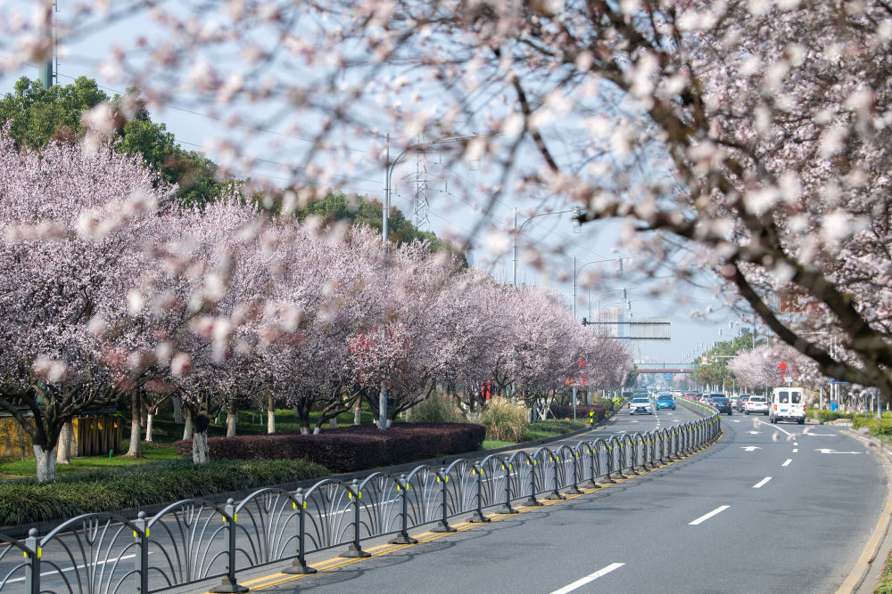 江苏省昆山市马鞍山路两旁鲜花盛开(3月2日摄.新华社发(王须中 摄)