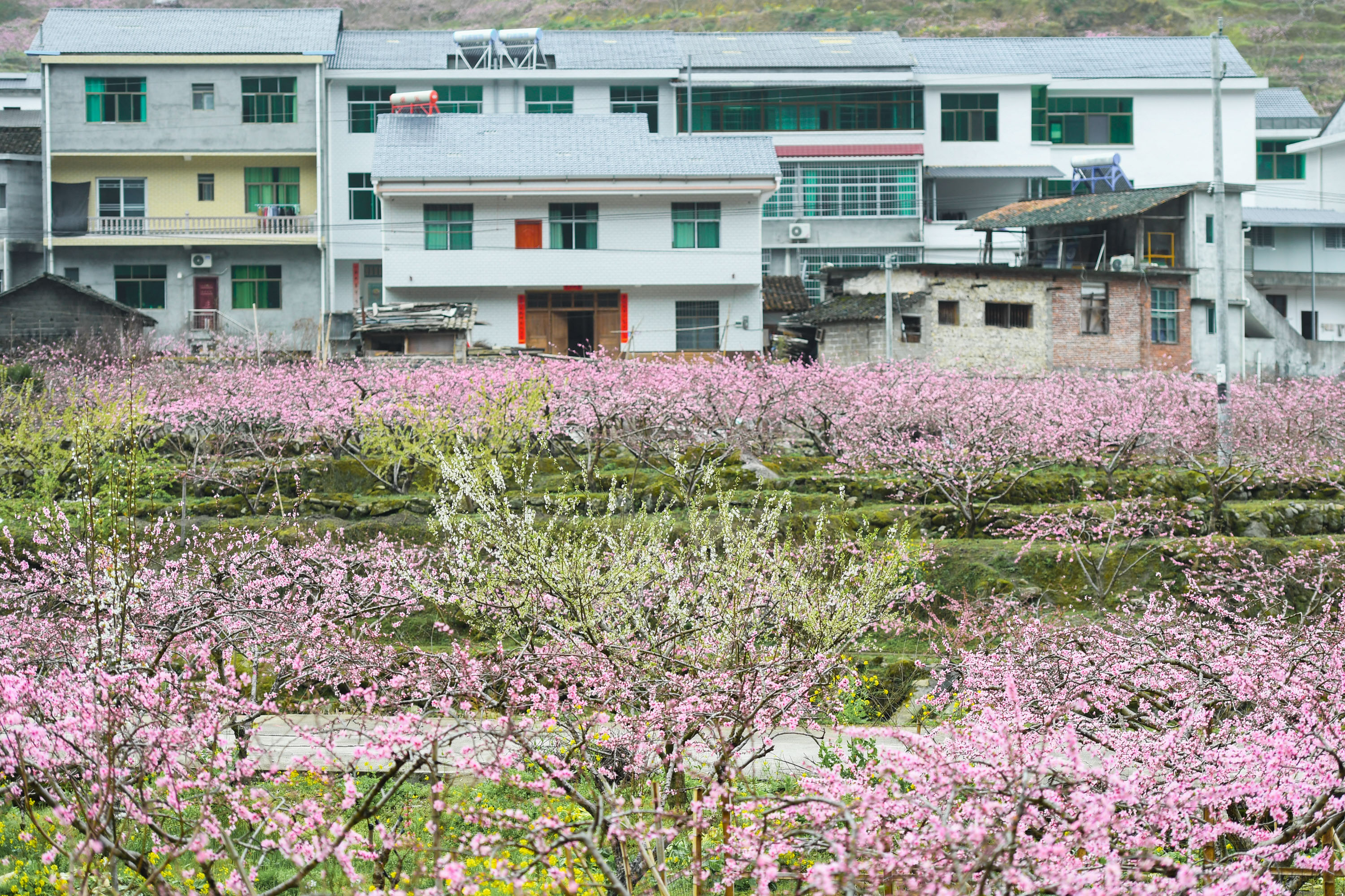 蒙溪桃花图片