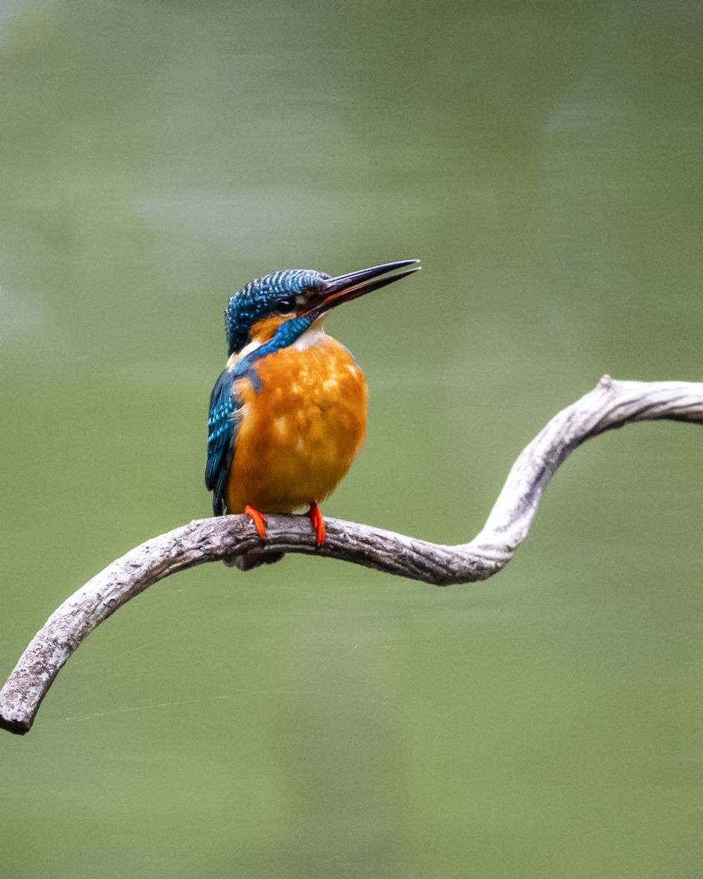 3月22日,在福州西湖公园的荷塘一角,一只翠鸟在水边的树枝上停歇.