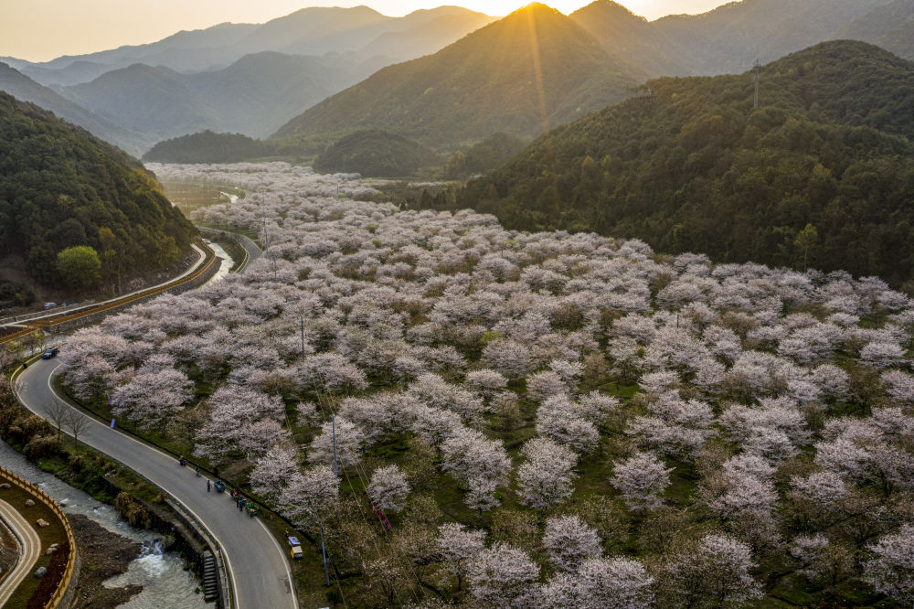 3月22日,游人在上虞区章镇镇张村樱花谷赏樱(无人机照片) .