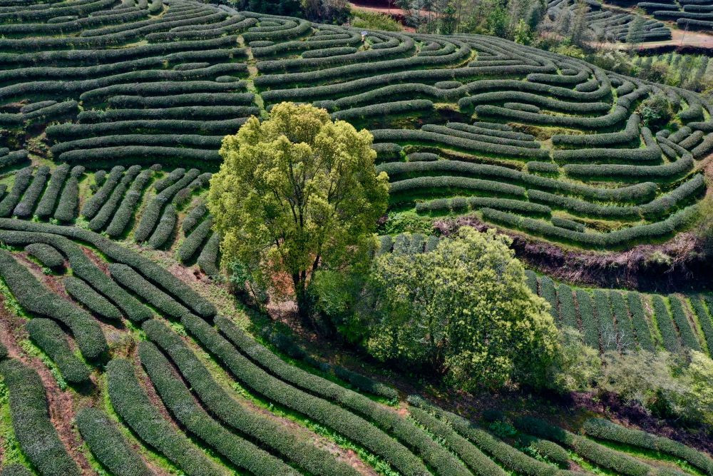 这是3月23日拍摄的武夷山星村镇燕子窠生态茶园春色(无人机照片).