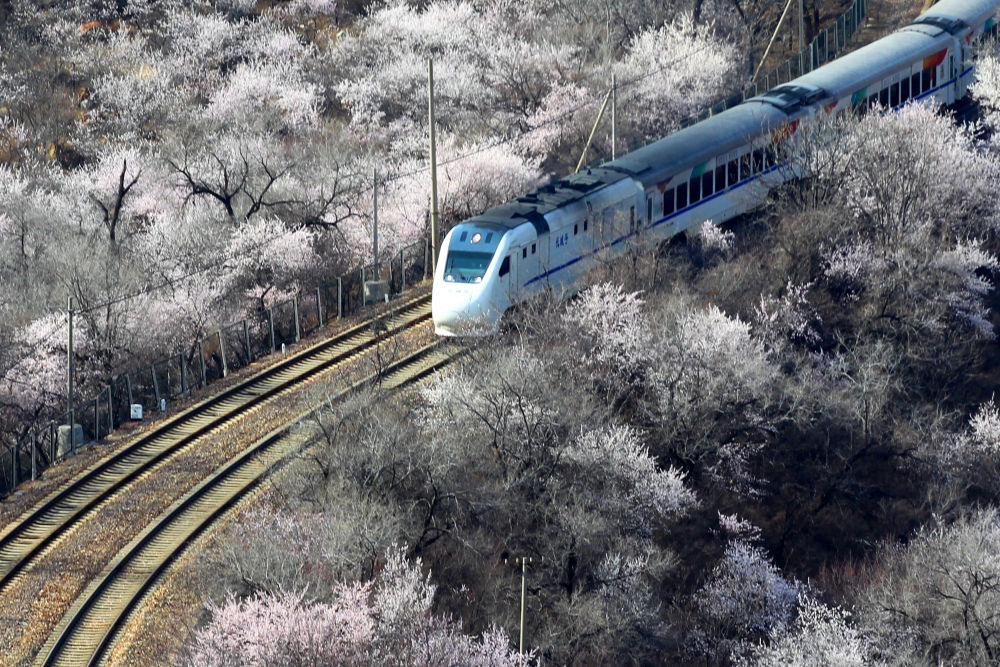 3月23日,北京市郊铁路s2线列车在花海中行进.
