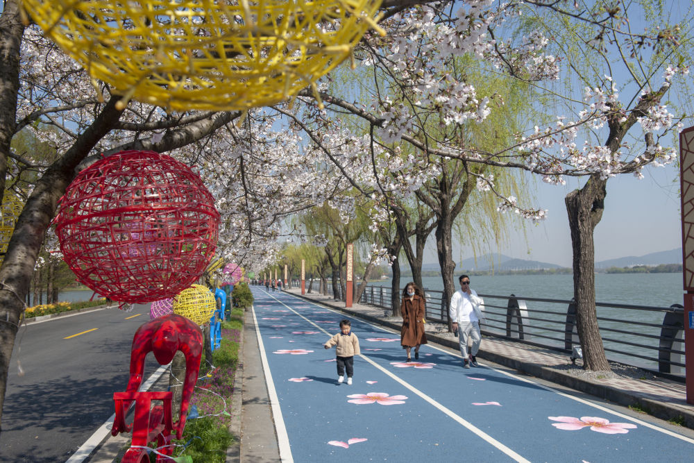 3月23日,游人行走在江苏无锡市十里芳堤樱花彩绘步道上.