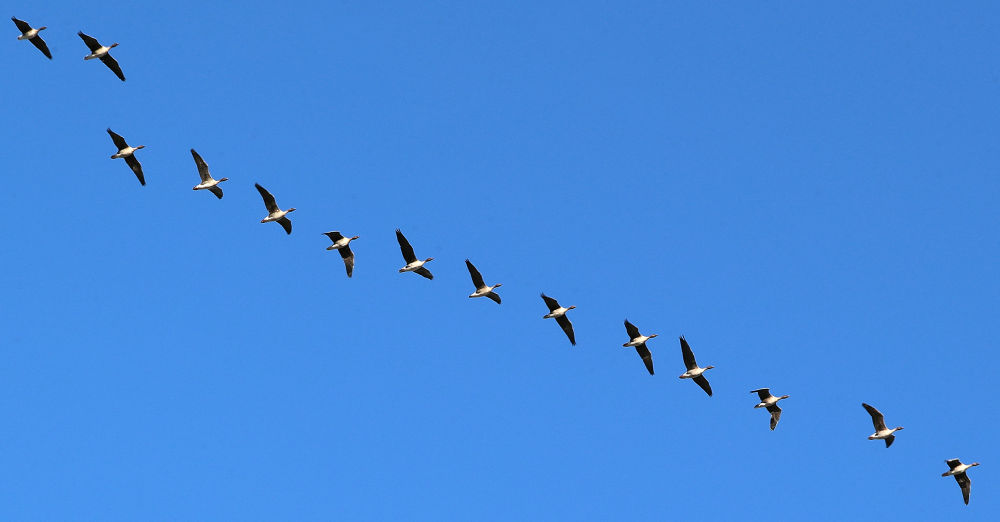 3月24日,一群大雁从白俄罗斯首都明斯克郊区上空飞过.