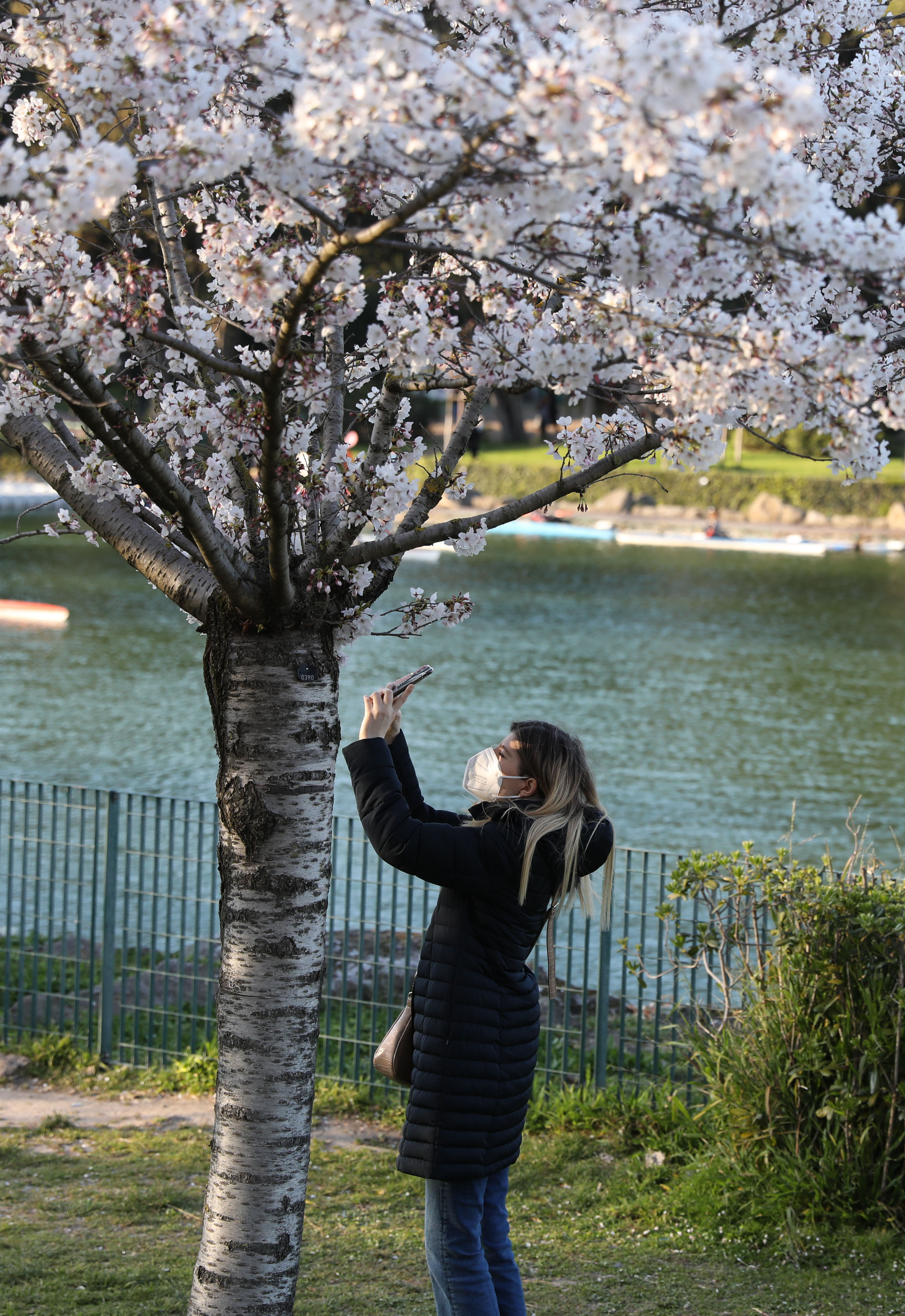 3月24日,佩戴口罩出行的市民在意大利首都罗马一株盛开的樱花树下拍照