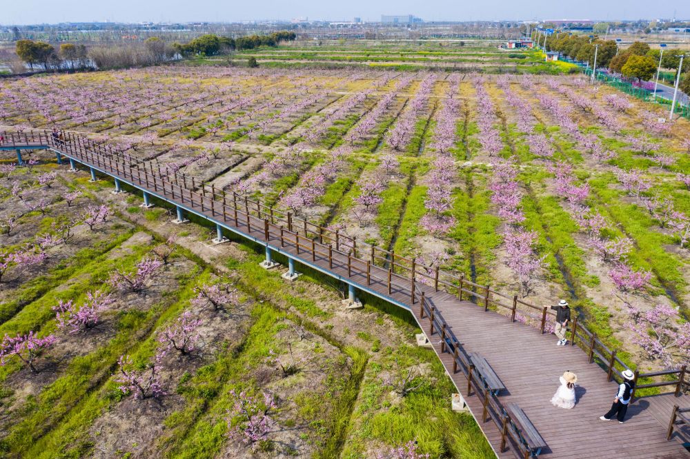 3月25日,游客在姚庄镇北鹤村的"浙北桃花岛"旅游区内观赏盛开的桃 