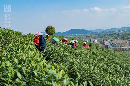 顶峰茶业传承人胡飞：弘扬茶文化，中国茶让世界认知