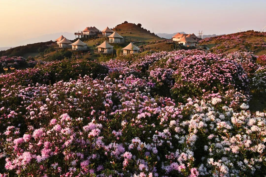 乌蒙大草原,杜鹃花盛开的清晨