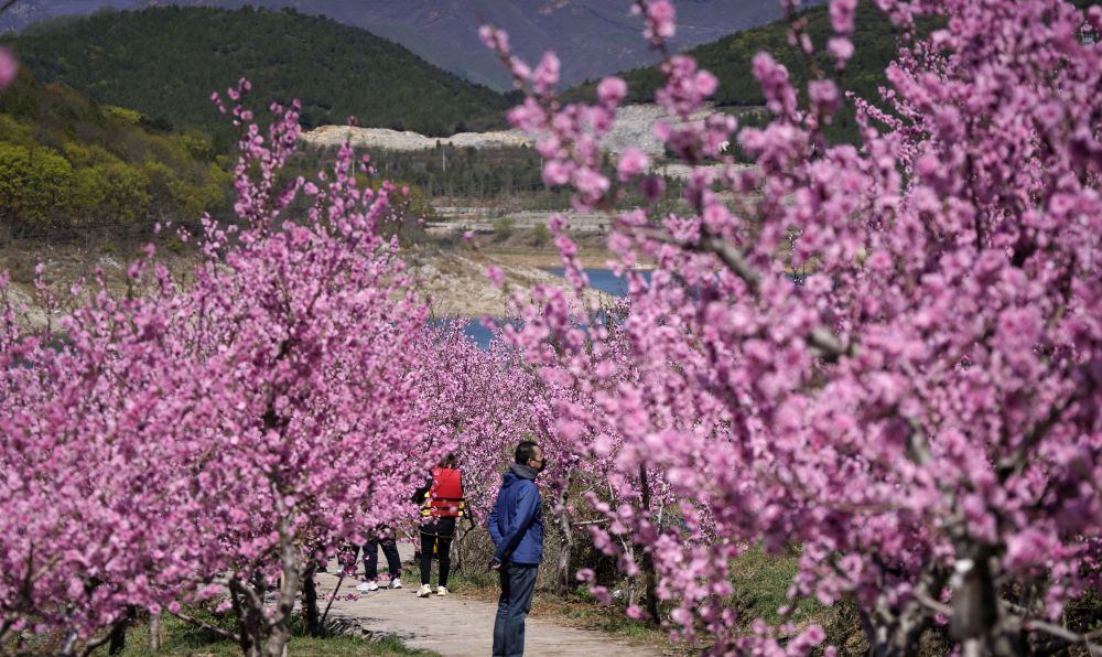 4月日,游人在市平谷区金海湖桃花岛观赏盛开的桃花.