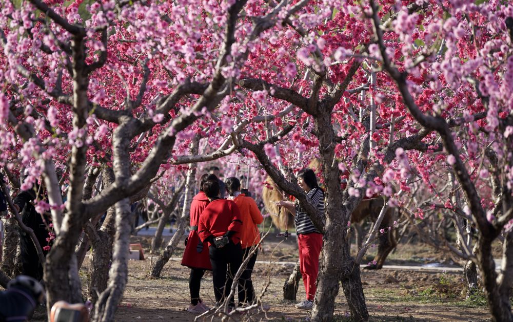 4月日,游人在市平谷区桃花海观赏盛开的桃花.