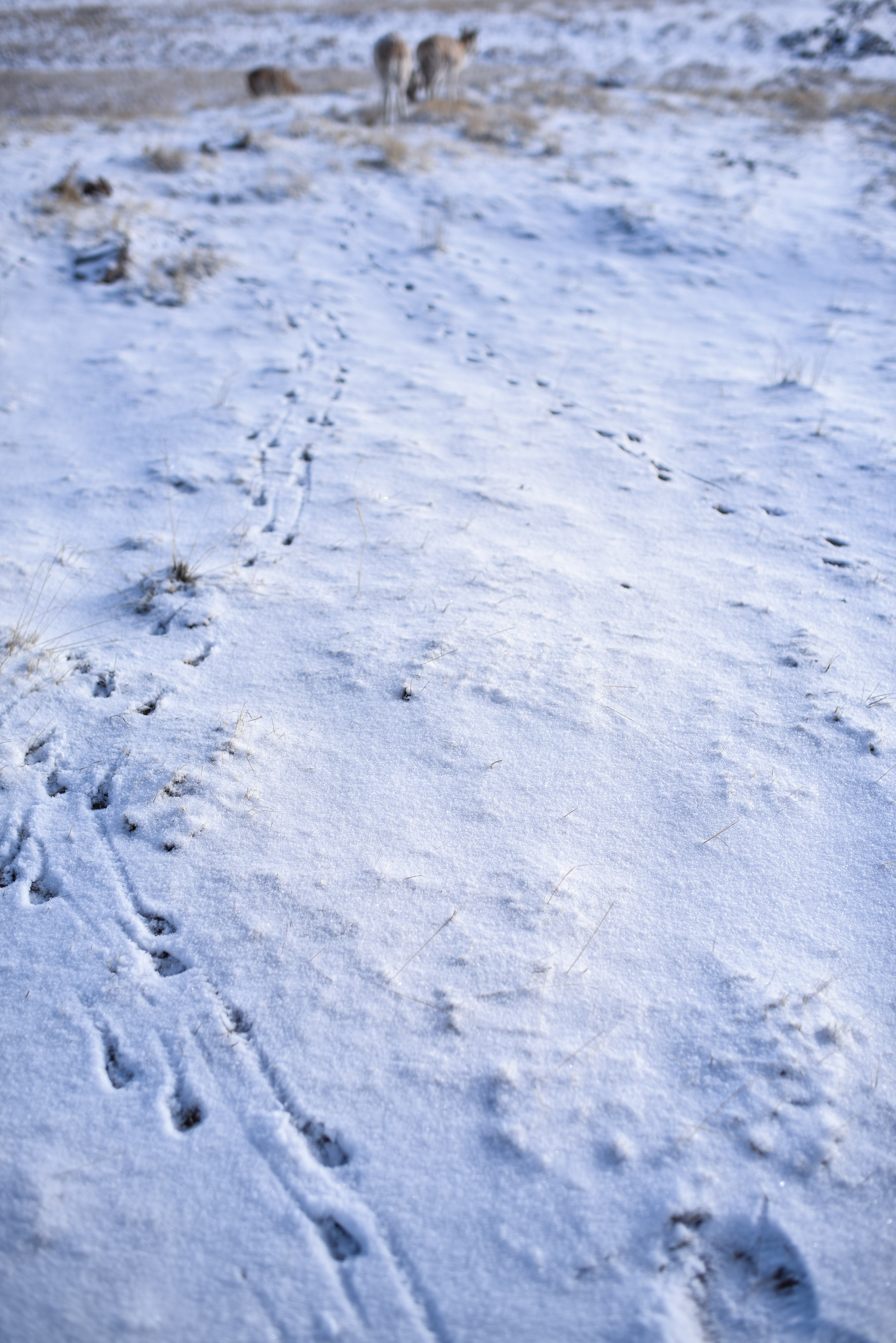 4月20日,一群迁徙藏羚羊在雪地上留下脚印