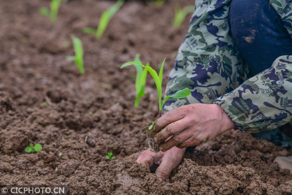 2021年4月19日,重庆市酉阳土家族苗族自治县板溪镇农民在栽种玉米苗