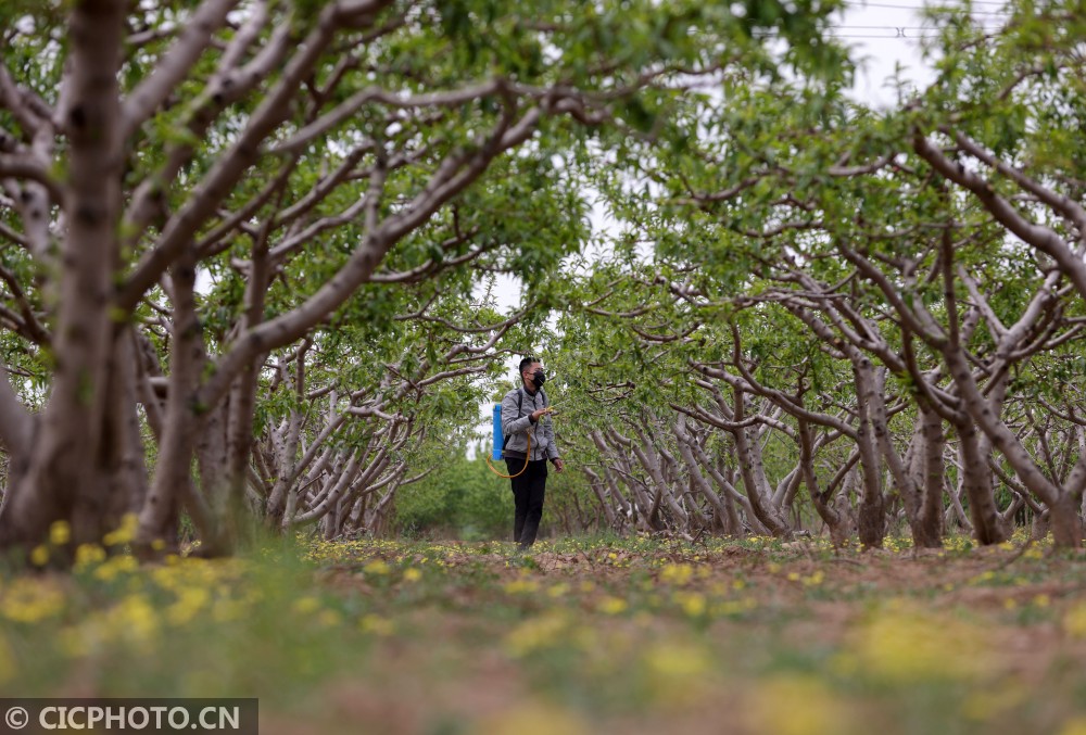 2021年4月20日,河北省邢台市广宗县北塘疃镇南寺郭村农民在给桃树打药