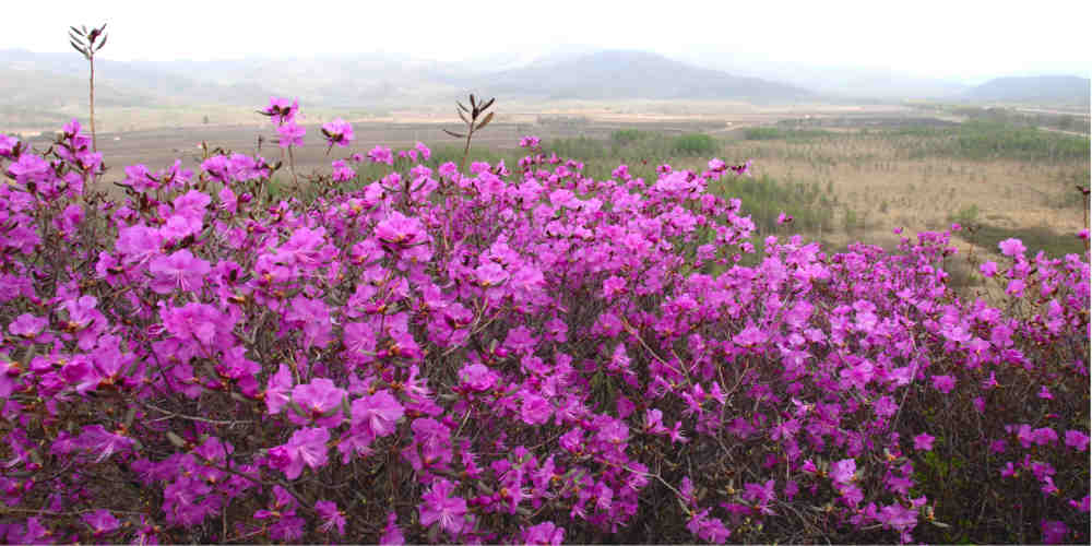 东山里 拉开伊春达子香赏花季帷幕 新华社客户端