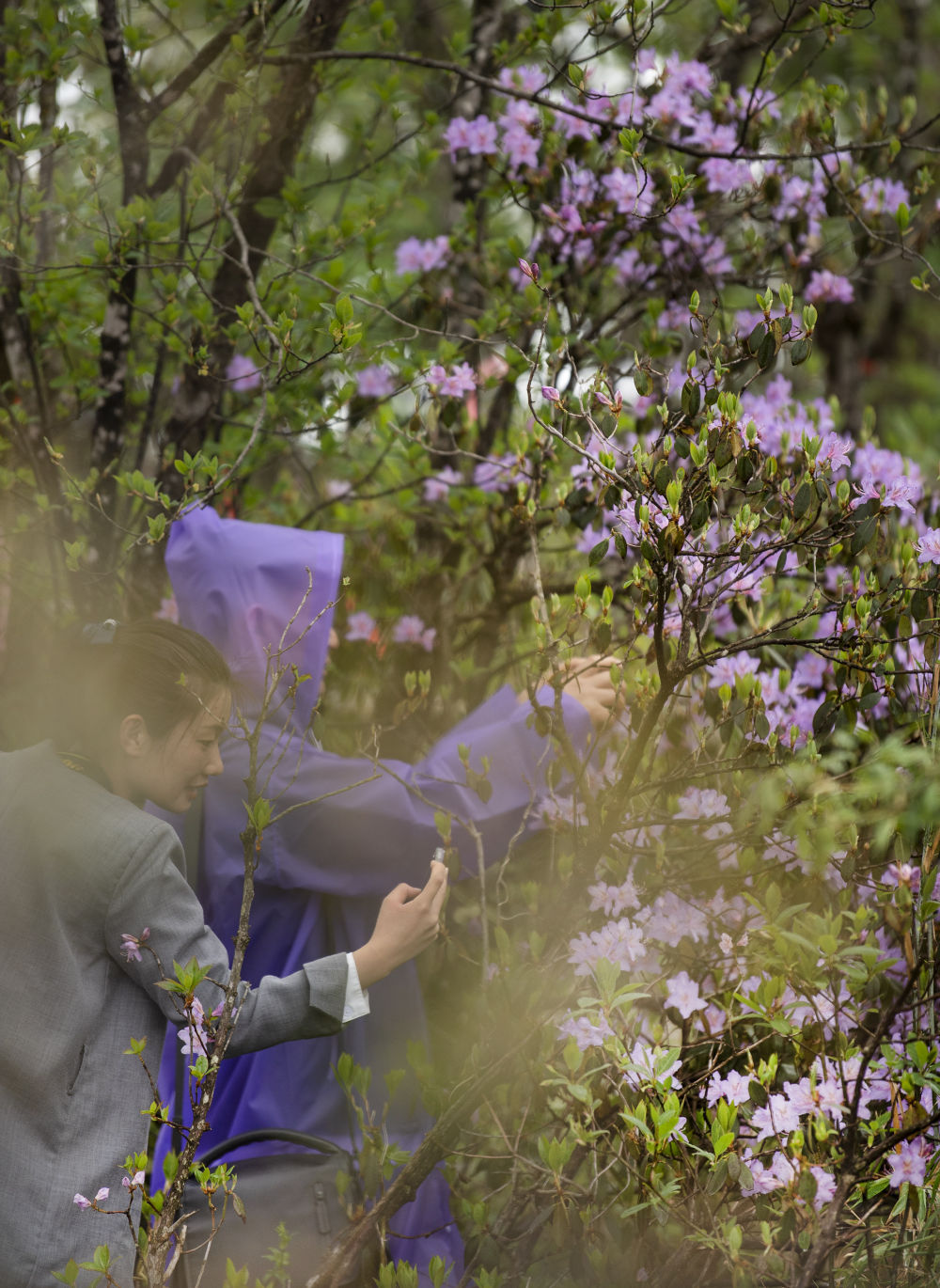 汉中龙头山 云中杜鹃更娇美 新闻频道 长城网