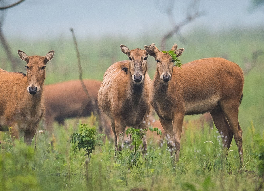 5月17日,一群麋鹿在石首麋鹿国家级自然保护区内活动.