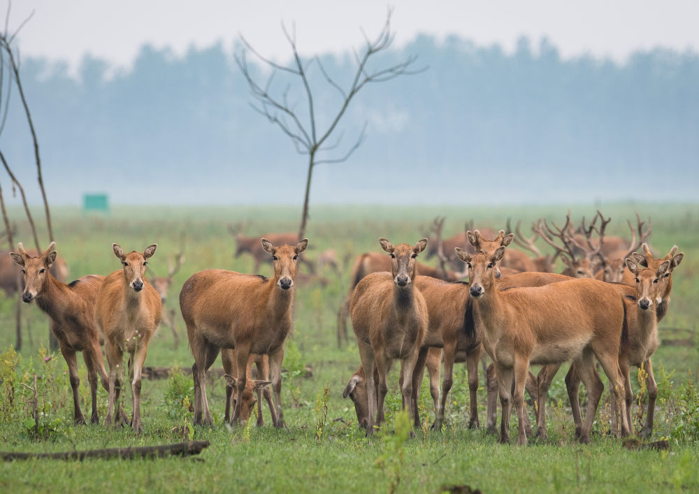5月17日,一群麋鹿在石首麋鹿国家级自然保护区内活动.