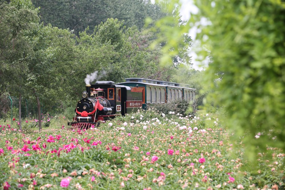 5月19日,游客在河北省晋州市周家庄乡农业特色观光园乘坐观光小火车.