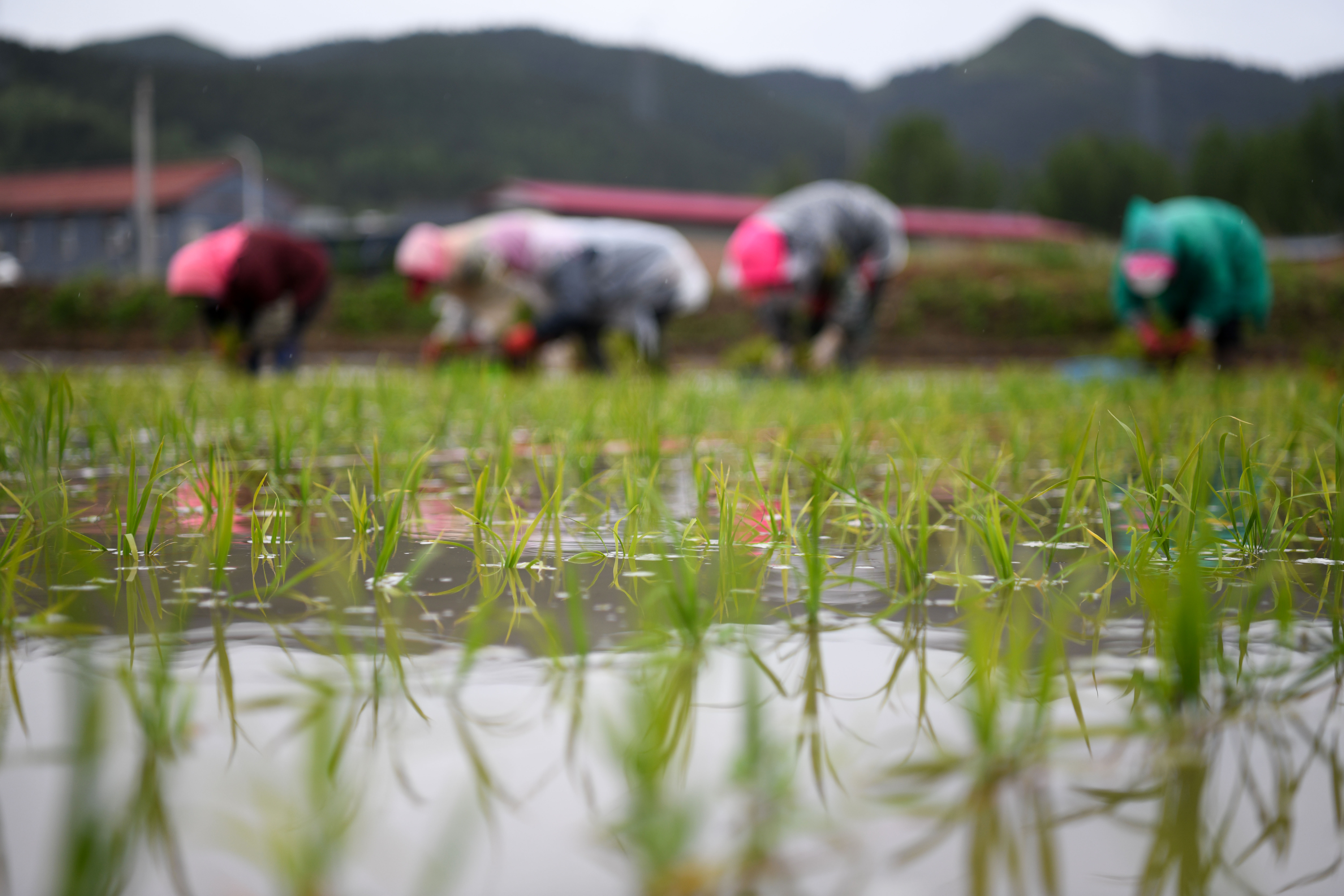 ↑5月27日,在隆化县张三营镇东风村,农民在田间插秧