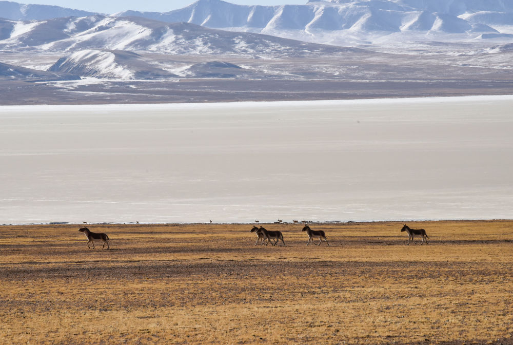 这里是羌塘草原—探秘西藏北部的"野生动物乐园"
