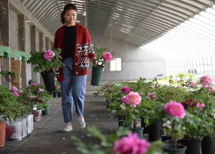 山东菏泽:盛开一朵花 丰富一座城