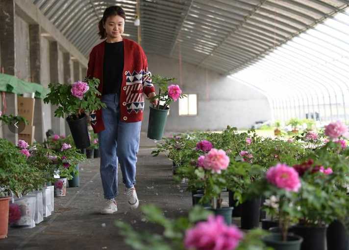 山东菏泽：盛开一朵花 丰富一座城