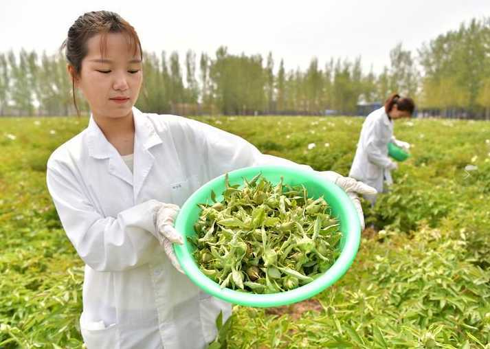 山东菏泽:盛开一朵花 丰富一座城