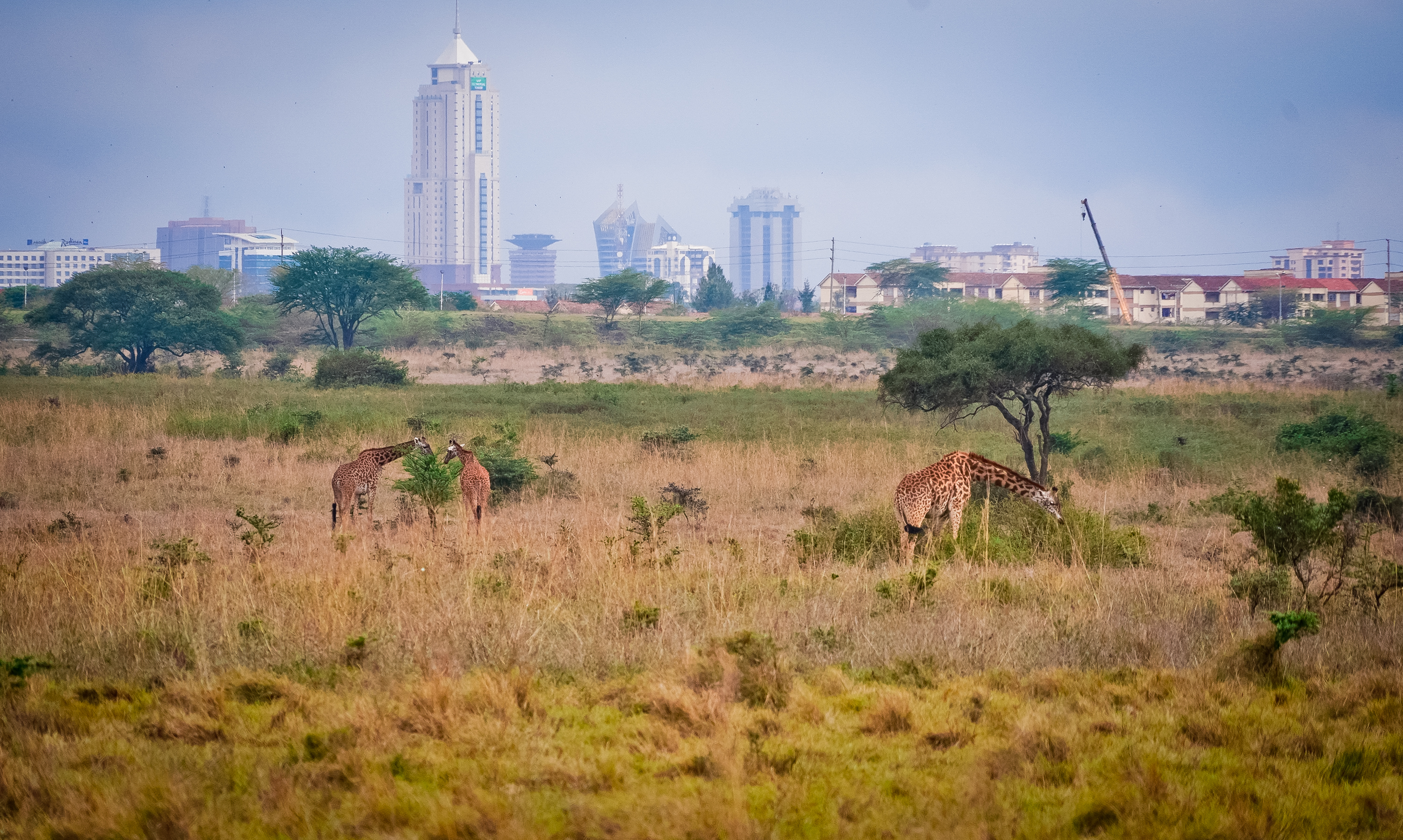 你好非洲|内罗毕国家公园:属于动物们的自由国度