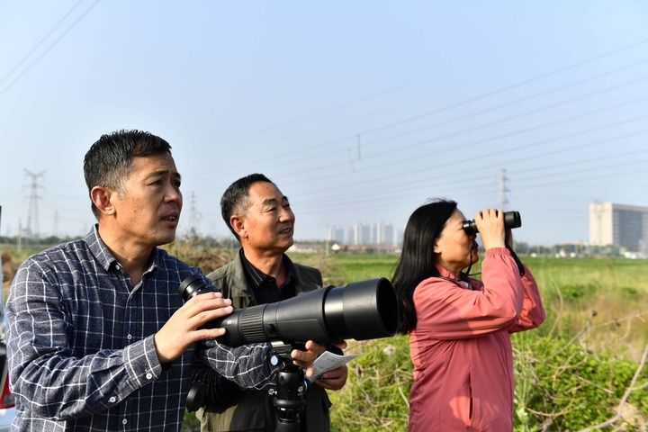这里何以成为600万只鸟儿的“家园”——探访黄河三角洲的生态保护