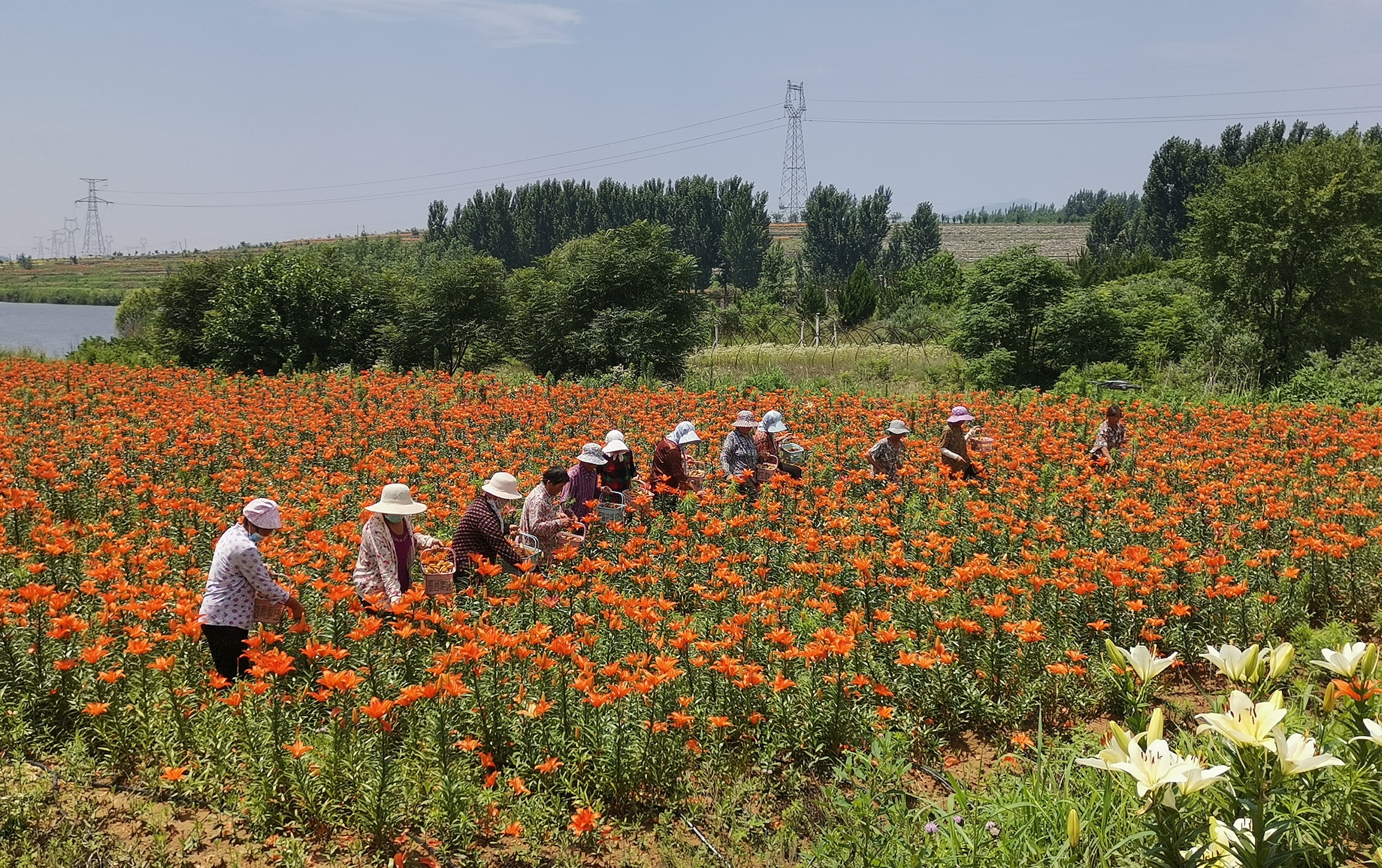 李秀波)6月18日,山东省新泰市羊流百合园内,村民正在采摘百合花