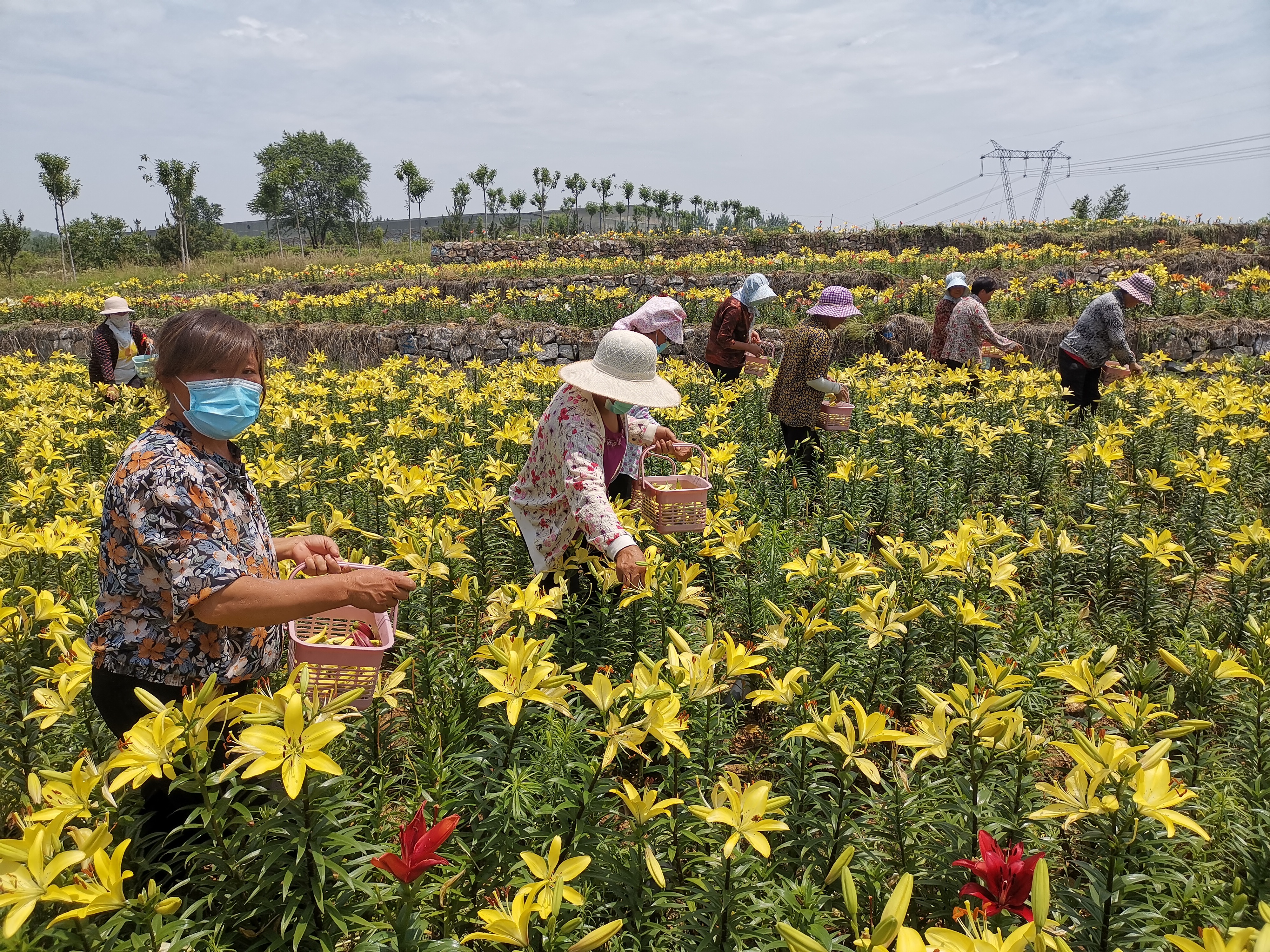 李秀波)6月18日,山东省新泰市羊流百合园内,村民正在采摘百合花