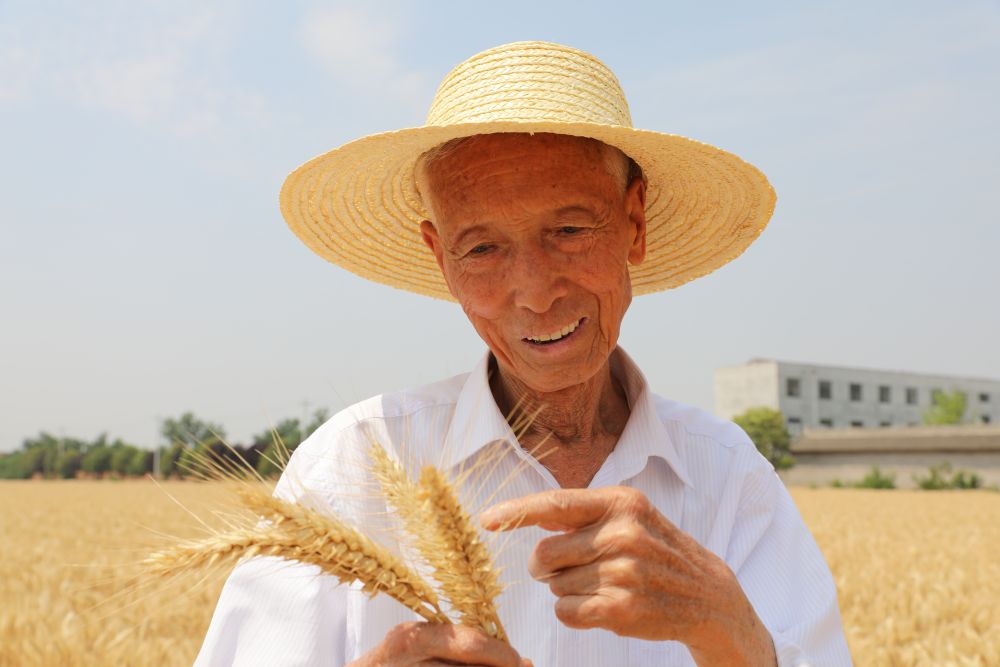 番茄短剧剧本容易过审吗,番茄小剧场男主
