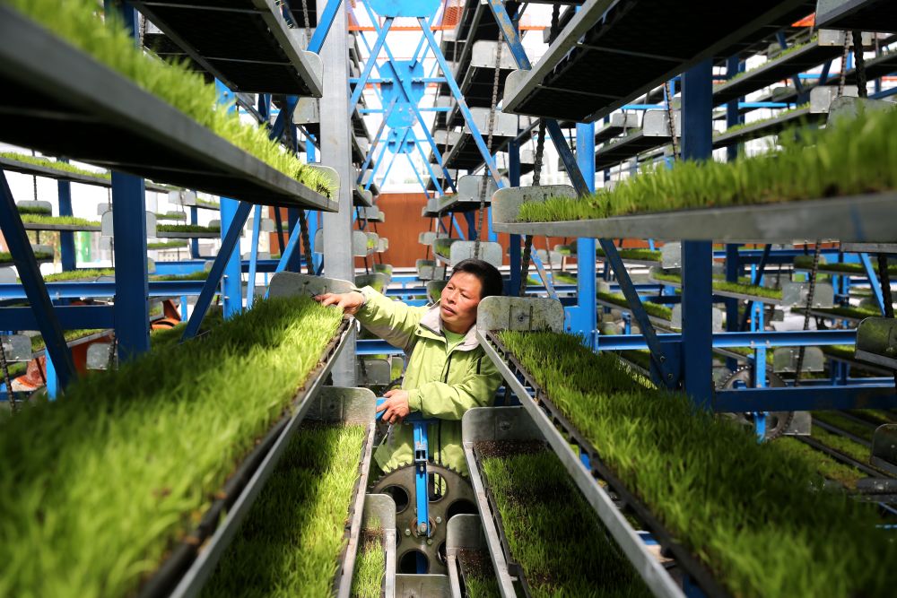 新主体,新技术,新模式——江西种好"全国粮"