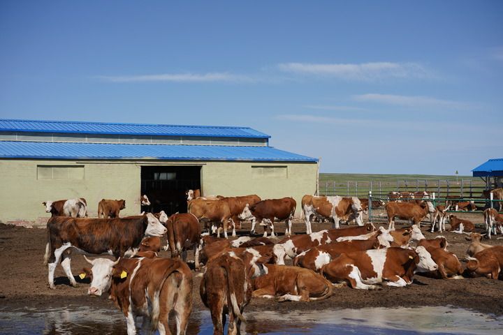 7月15日,郑宗明家现代化牧场养殖的西门塔尔牛在棚圈旁歇息.