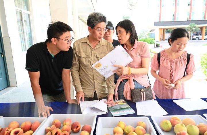 福建福安：水蜜桃成为助农增收致富产业