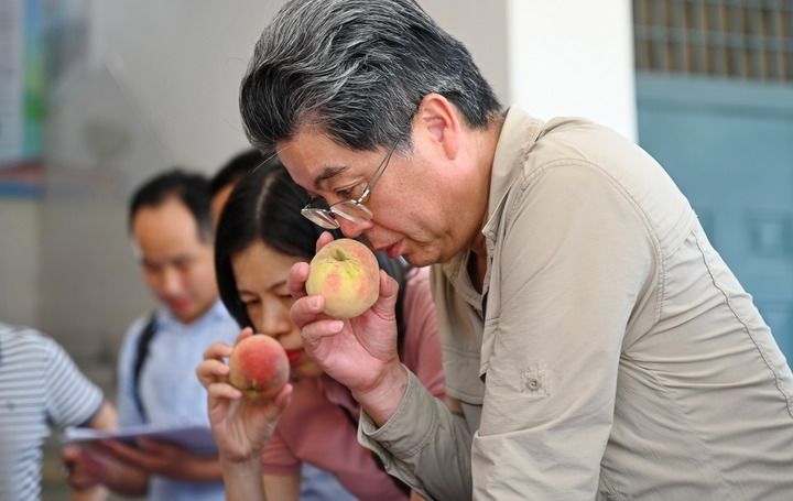 福建福安：水蜜桃成为助农增收致富产业