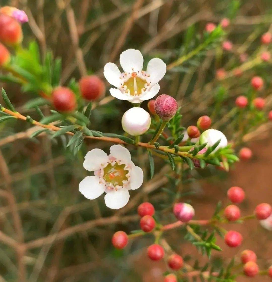 cop15丨禄丰碧城:鲜切花中的新贵澳洲腊梅