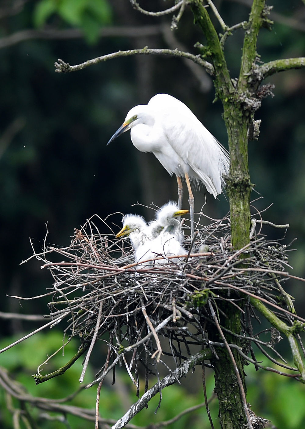 象山白鹭的 中国日记 社会 经济晚报网