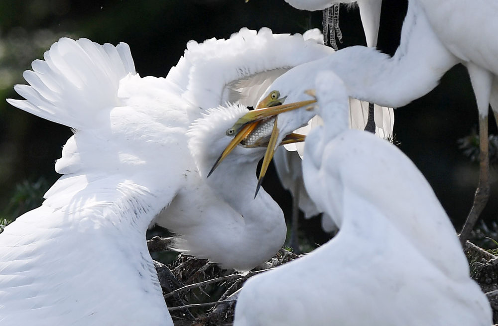 象山白鹭的 中国日记 社会 经济晚报网