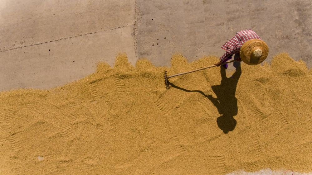 8月23日,海南省琼海市潭门镇福田村的农民在晾晒稻谷(无人机照片).