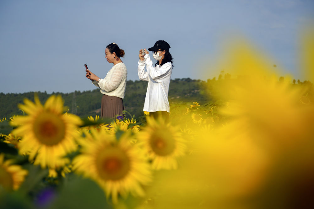 秋日花海如画 河北频道 长城网 秋日花海如画 河北频道 长城网
