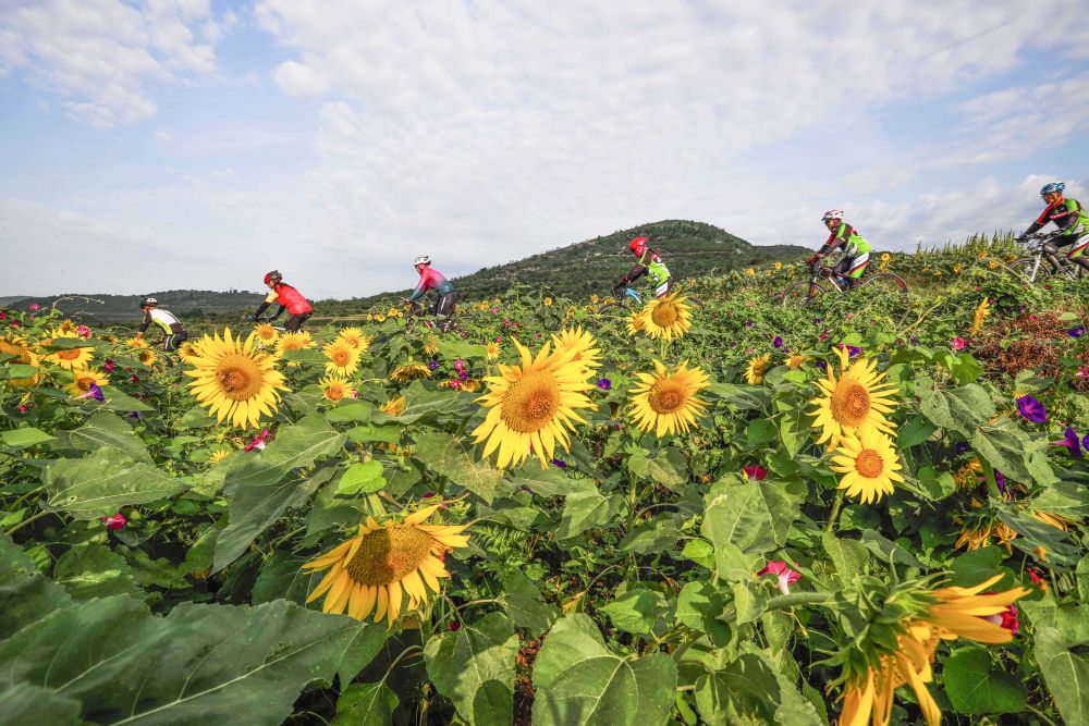 秋日花海如画 河北频道 长城网 秋日花海如画 河北频道 长城网
