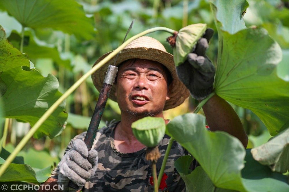18日,在四川省宜宾市高县庆岭镇文武社区的荷塘里,当地村民在采摘莲蓬