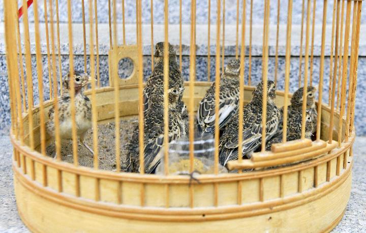 蒙古百灵幼鸟 沽源县公安局供图