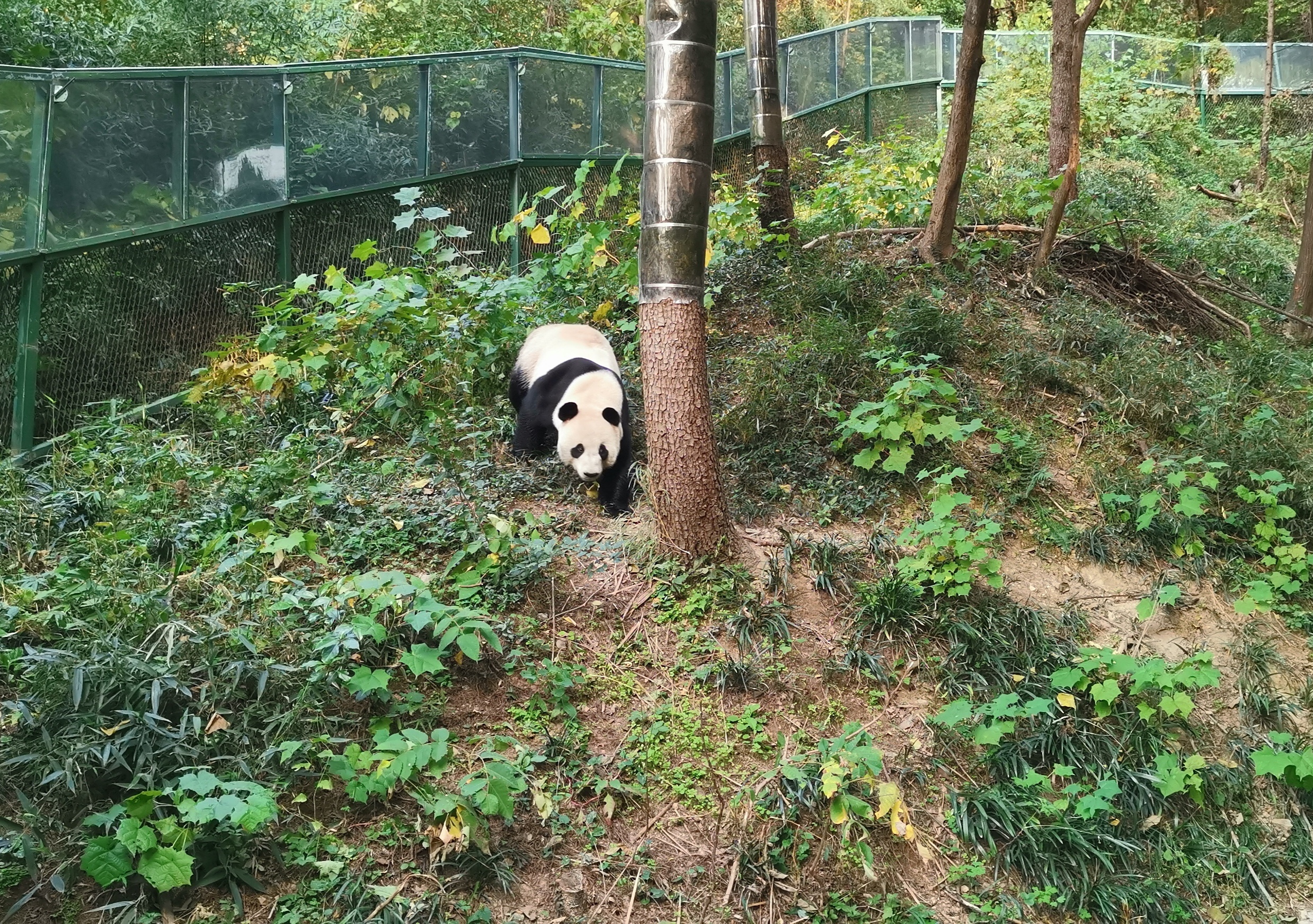 南京代表性动物图片