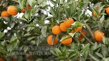 新春走基层丨橘香 橘乡