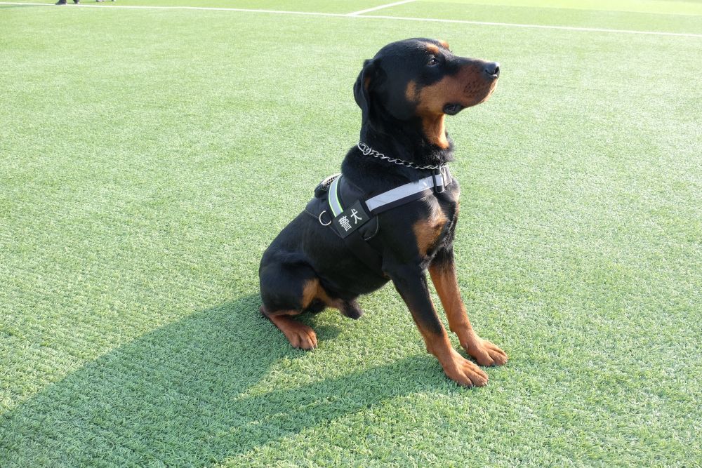 特殊战友米拉的节日独白